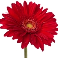 Gerbera