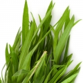 Tarragon