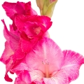 Gladiolus