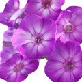 Phlox