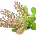 Tulsi