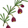 Boronia