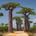 Baobab