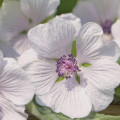 Althaea