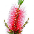 Bottlebrush