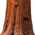 Sequoia