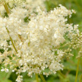 Spiraea