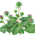 Burdock