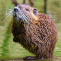 Muskrat