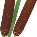 Bulrush