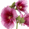 Hollyhock