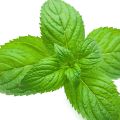 Spearmint