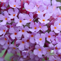 Buddleia