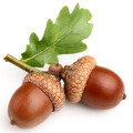 Acorn