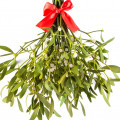 Mistletoe