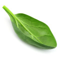 Spinach