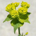 Euphorbia