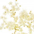 Elderflower