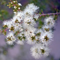 Kunzea