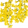 Laburnum