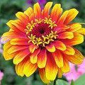 Zinnia