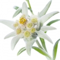 Edelweiss