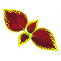 Coleus