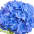 Hortensia