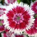 Dianthus